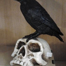 crow sitting on skull